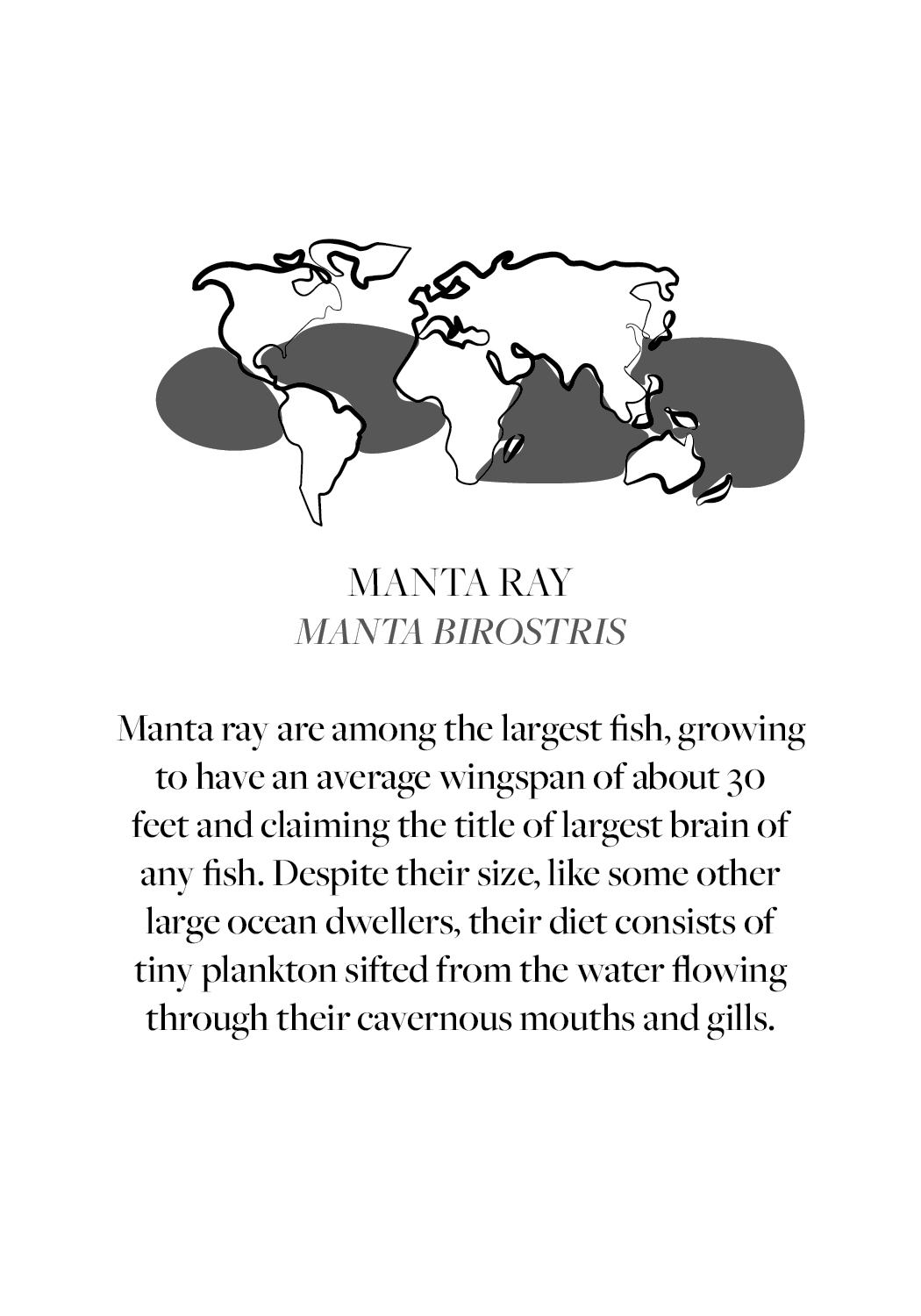 Manta Ray Fun Facts